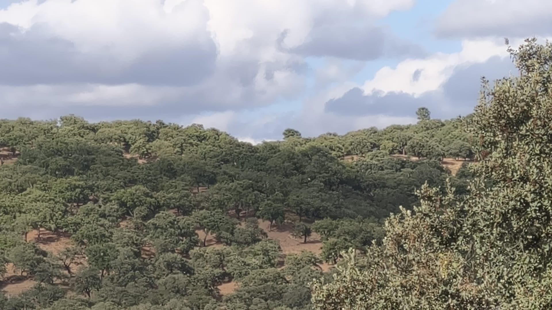 Magnifica finca de 10 hectáreas en umbría con microclima propio.