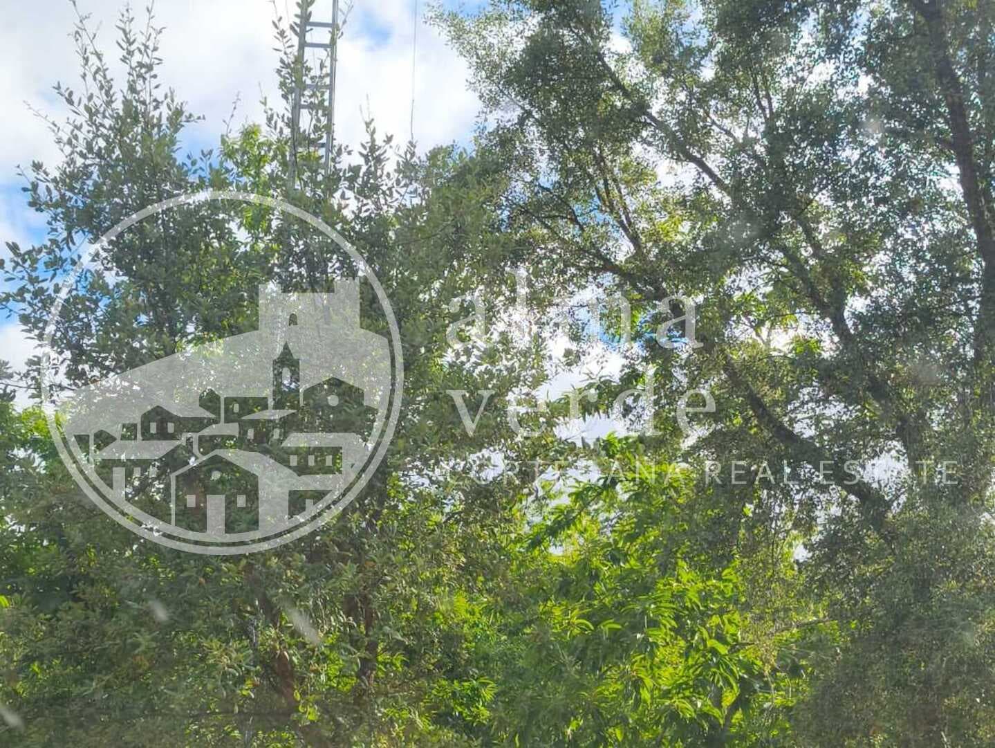 Magnifica finca de 10 hectáreas en umbría con microclima propio. - Imagen 3
