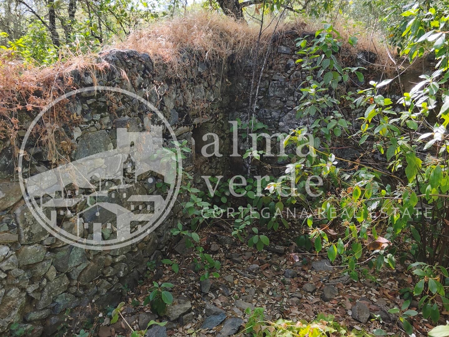 Magnifica finca de 10 hectáreas en umbría con microclima propio. - Imagen 4