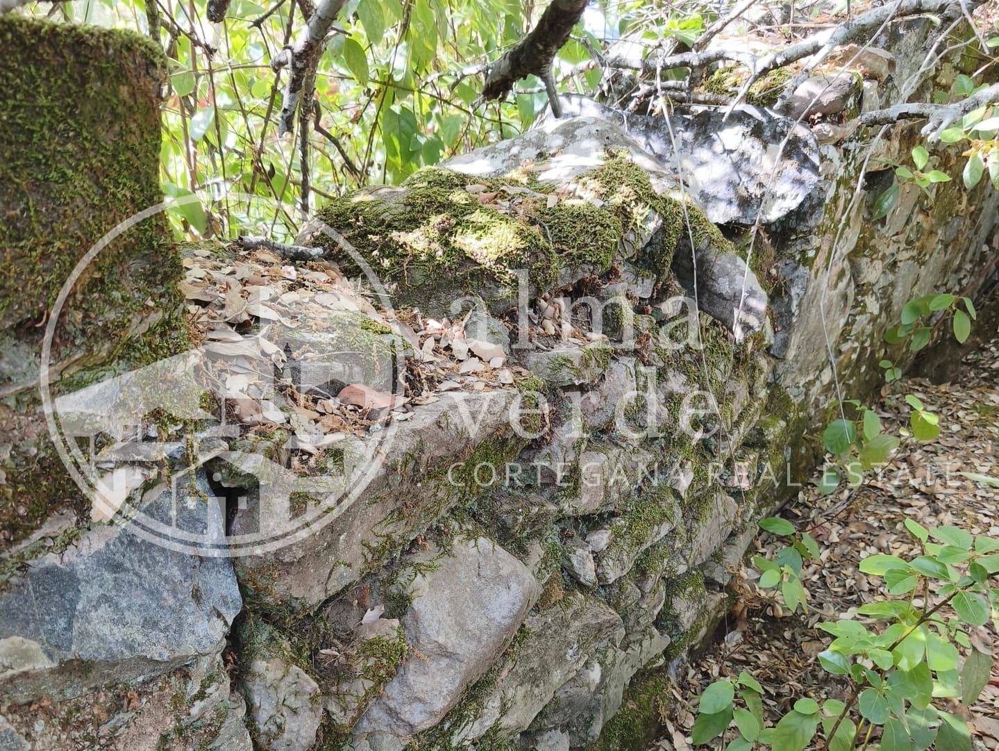 Magnifica finca de 10 hectáreas en umbría con microclima propio. - Imagen 5