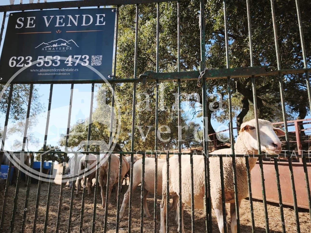 Finca en plena Cañada Real histórica de trashumancia a Portugal. - Imagen 5